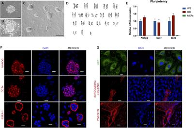 DAND5 Inactivation Enhances Cardiac Differentiation in Mouse Embryonic Stem Cells